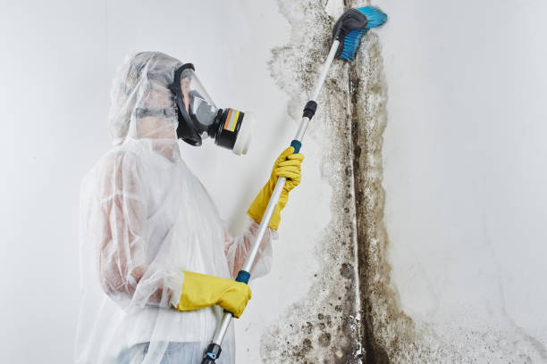 Best Affordable Mold Removal  in Charleston, IL