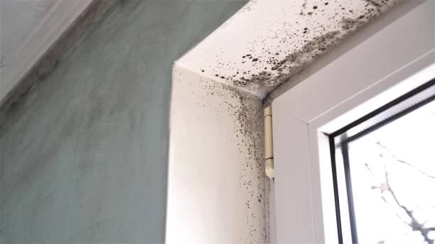 Best Affordable Mold Removal  in Charleston, IL