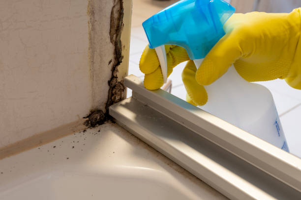 Best Home Mold Removal  in Charleston, IL