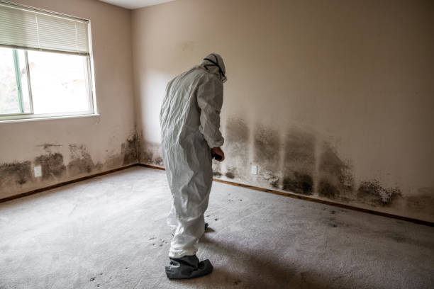 Mold Removal and Inspection in Charleston, IL